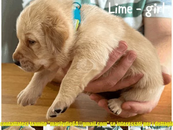 Cuccioli di Labrador