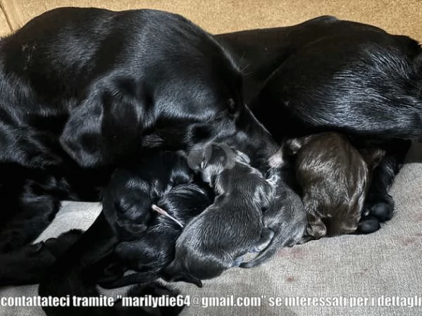 Cuccioli di Labrador carini