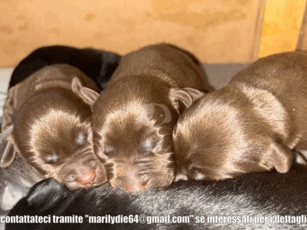 Cuccioli di Labrador giallorosso