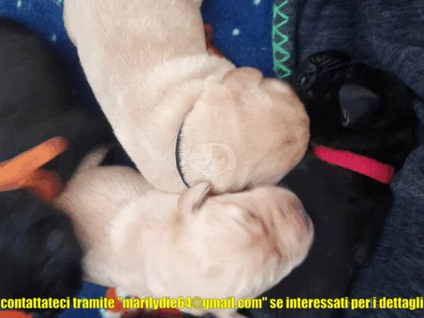 Bellissimi cuccioli di Lab