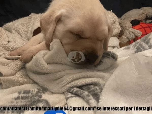 Splendidi cuccioli di Labrador neri