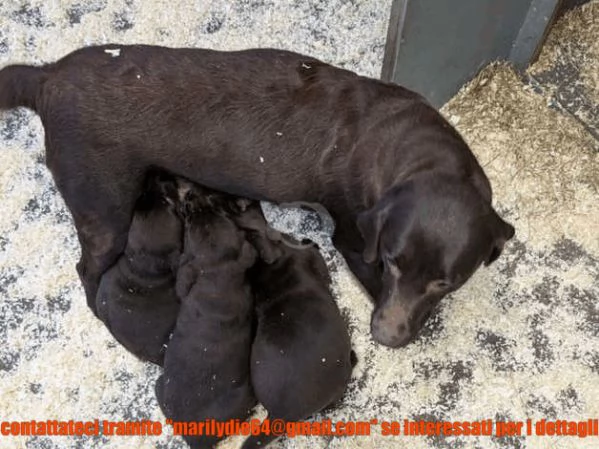 Bellissima cucciolata di cuccioli di Labrador