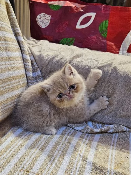 Cuccioli di exotic shorthair 