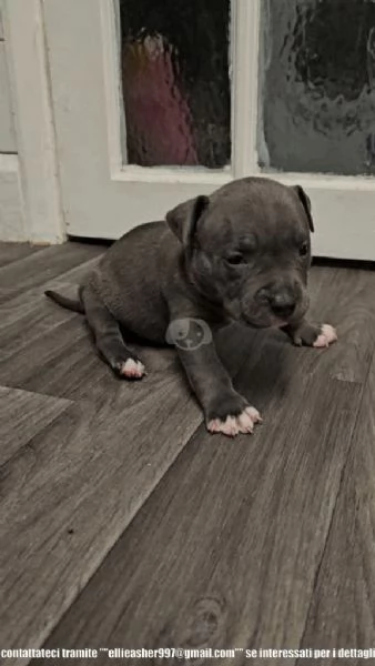 Cuccioli di American Pitbull