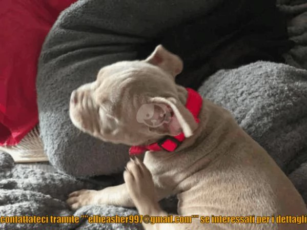 Adorabili cuccioli di pitbull