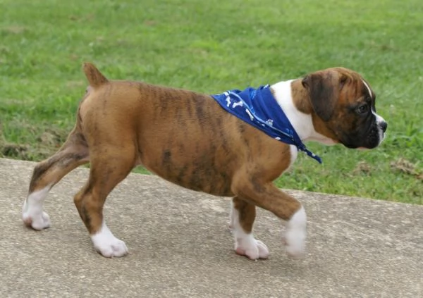 Bella e sani cuccioli di Boxer per adozione gratis