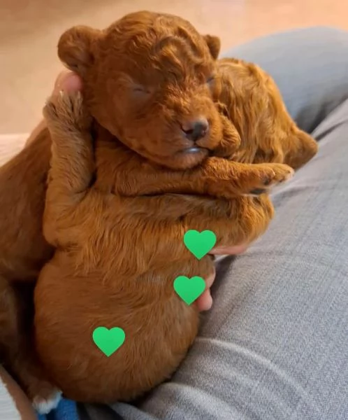 Cuccioli meravigliosi di barboncino toy 