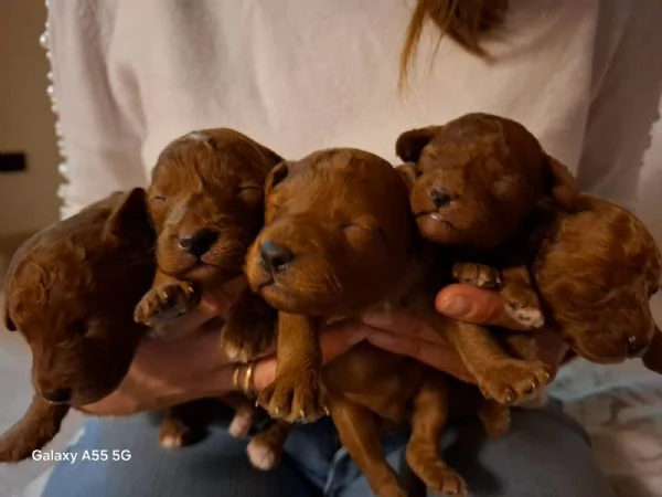 Cuccioli meravigliosi di barboncino toy  | Foto 2