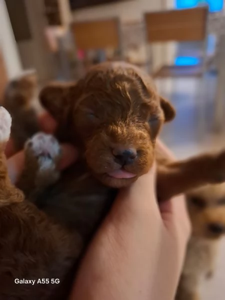 Cuccioli meravigliosi di barboncino toy  | Foto 1