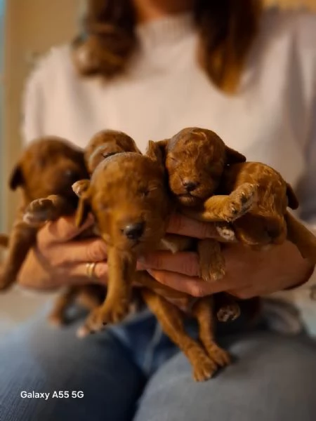 Cuccioli meravigliosi di barboncino toy  | Foto 0