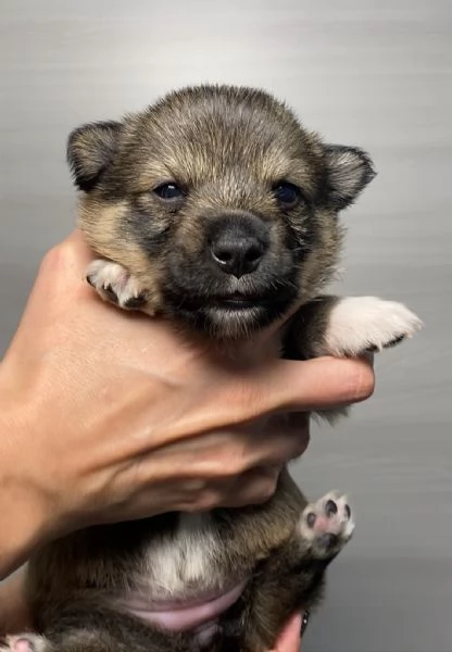 Cucciolata Vastgotaspets il cane dei vichinghi