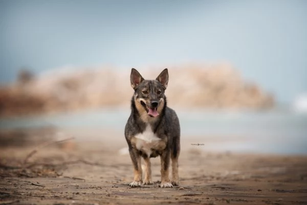 Cucciolata Vastgotaspets il cane dei vichinghi | Foto 0