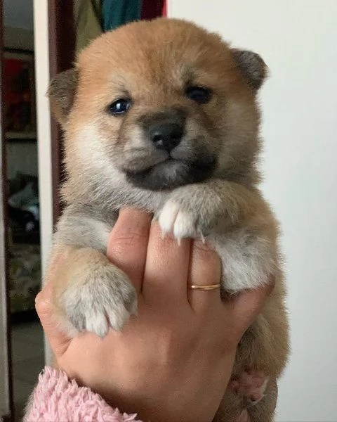 Due Shiba Inu con pedigree