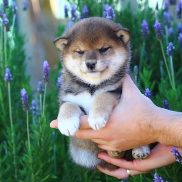 Shiba Inu con pedigree