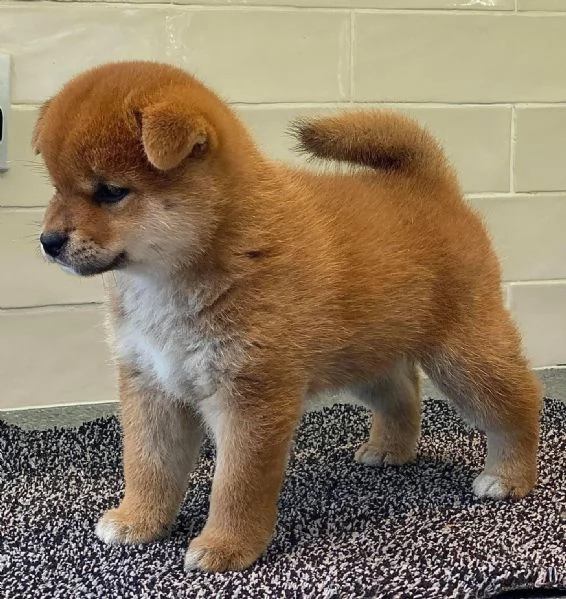 Due cucciole Shiba Inu