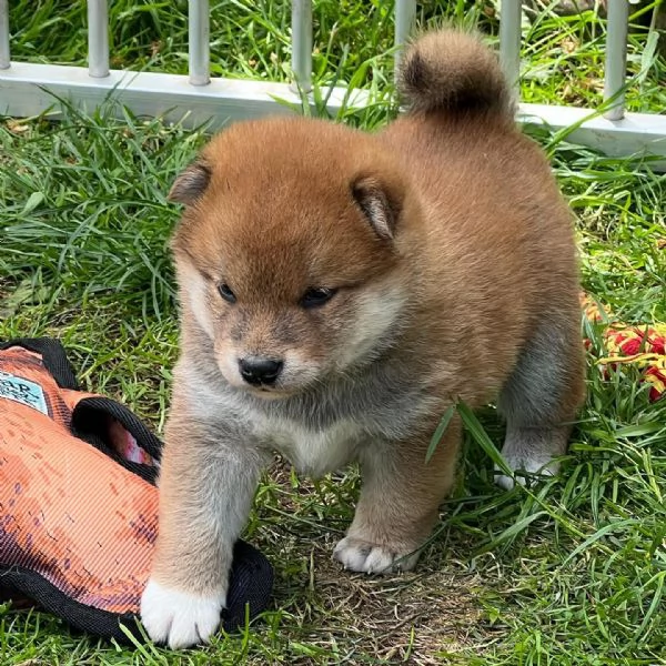 Cuccioli Shiba inu