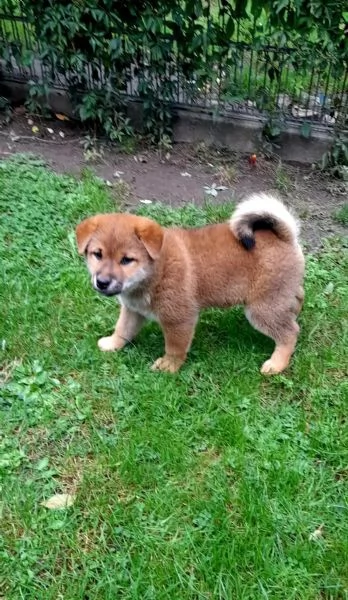 Cucciole di Shiba Inu