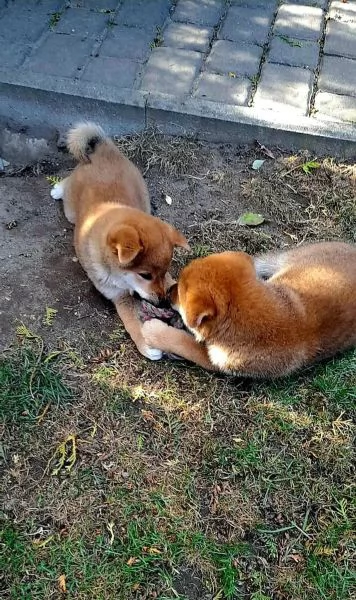 Cucciole di Shiba Inu | Foto 0