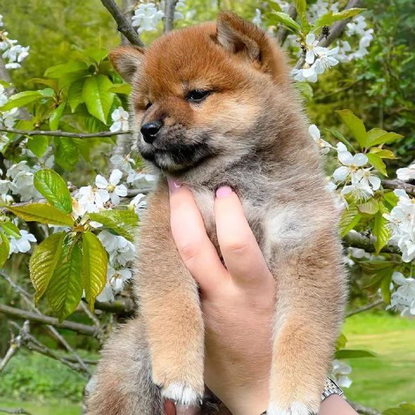 Shiba inu cuccioli 