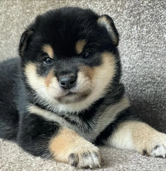 Cuccioli di shiba inu 3 mesi