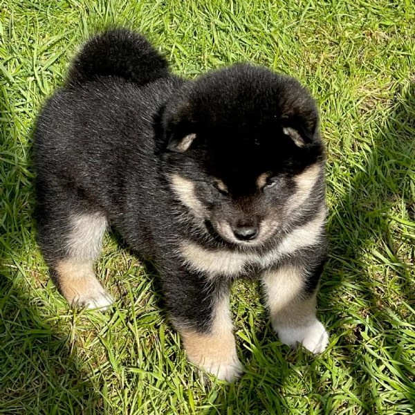 Cuccioli di shiba inu 3 mesi | Foto 0