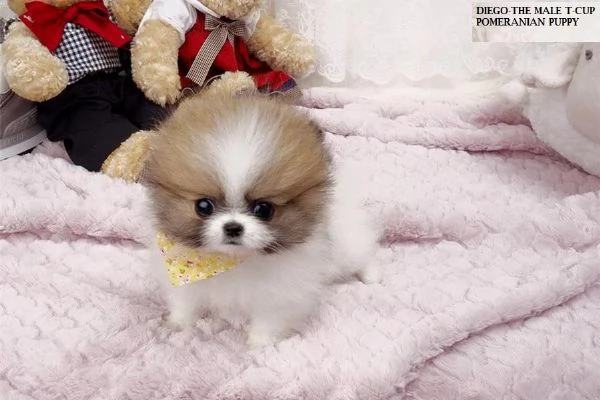 Bellissimi cuccioli di Pomerania