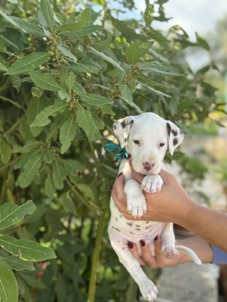 Cuccioli di Dalmata fegato e neri con pedigree 