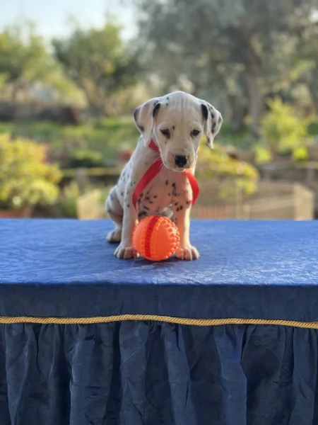 Cuccioli di Dalmata fegato e neri con pedigree  | Foto 2