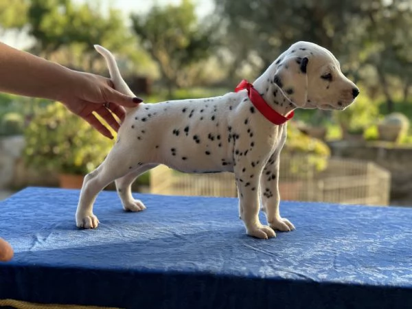 Cuccioli di Dalmata fegato e neri con pedigree  | Foto 1