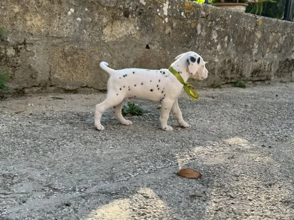 Cuccioli di Dalmata fegato e neri con pedigree  | Foto 0