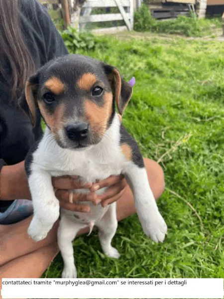 Cuccioli di Jack Russell femmina Ho 2 cuccioli di Jack Russell femmina