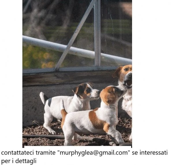 Jack Russell Terrier puri3 maschi rimasti