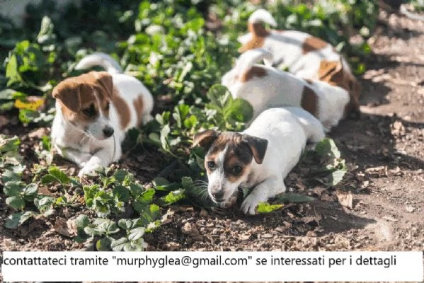 Jack Russell Terrier puri3 maschi rimasti | Foto 0