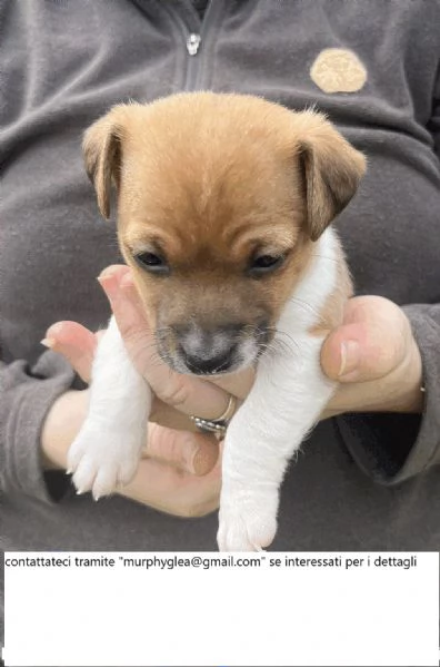 Cuccioli di Jack Russell tricolore