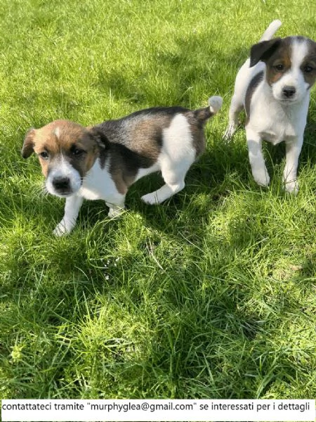 Bellissimi cuccioli di Jack Russell