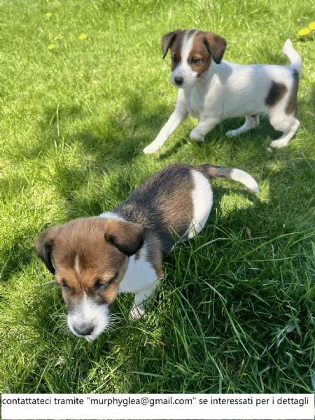 Bellissimi cuccioli di Jack Russell Terrier