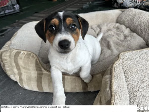 Cuccioli di jack russel microchippati | Foto 0