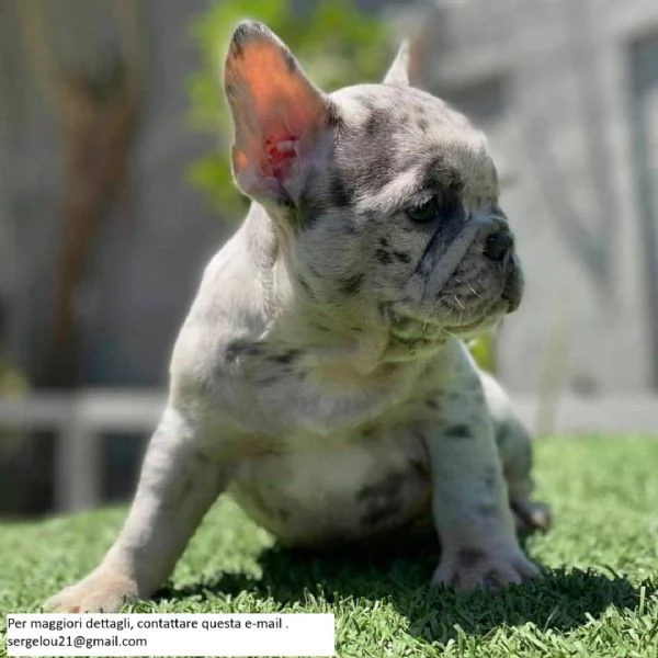 Bulldog francese carino e bellissimo | Foto 0