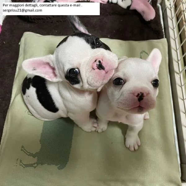 2 bellissimi Bulldog francesi