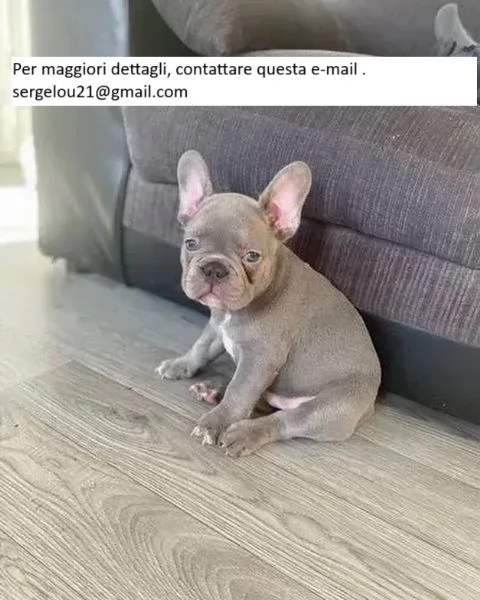  Cuccioli di Bulldog francese