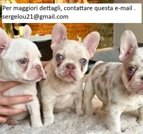 Bulldog francese eccezionale