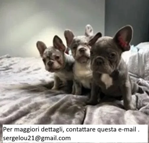 Dolci cuccioli di bulldog francese