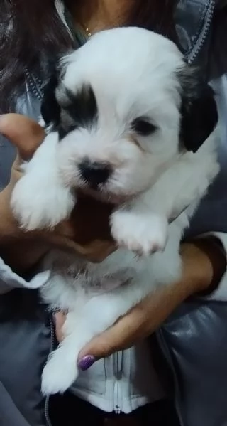 Cuccioli maltese