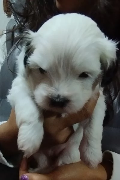 Cuccioli maltese | Foto 3