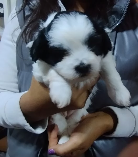 Cuccioli maltese | Foto 1