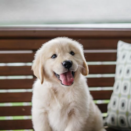 Golden retriever americano