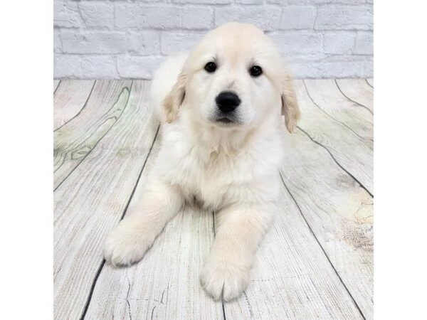 Splendidi cuccioli di Golden retriever