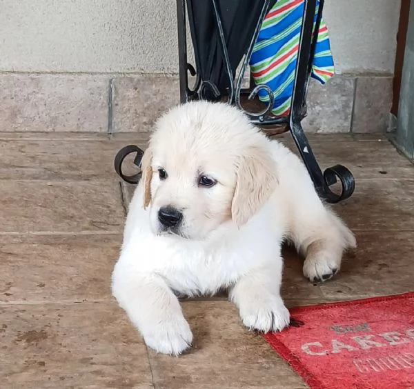 Cuccioli di golden retriever | Foto 0