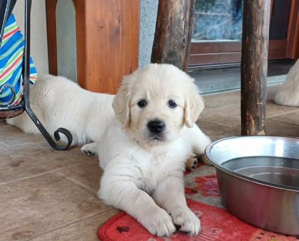 Cuccioli di golden retriever