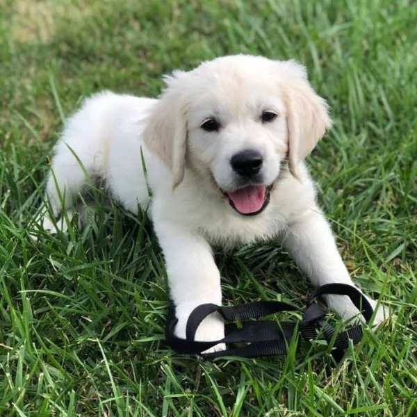 Cuccioli Golden Retriever Linea americana 